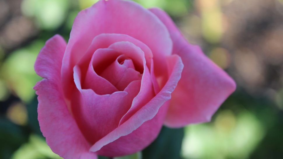 The Queen Elizabeth Rose