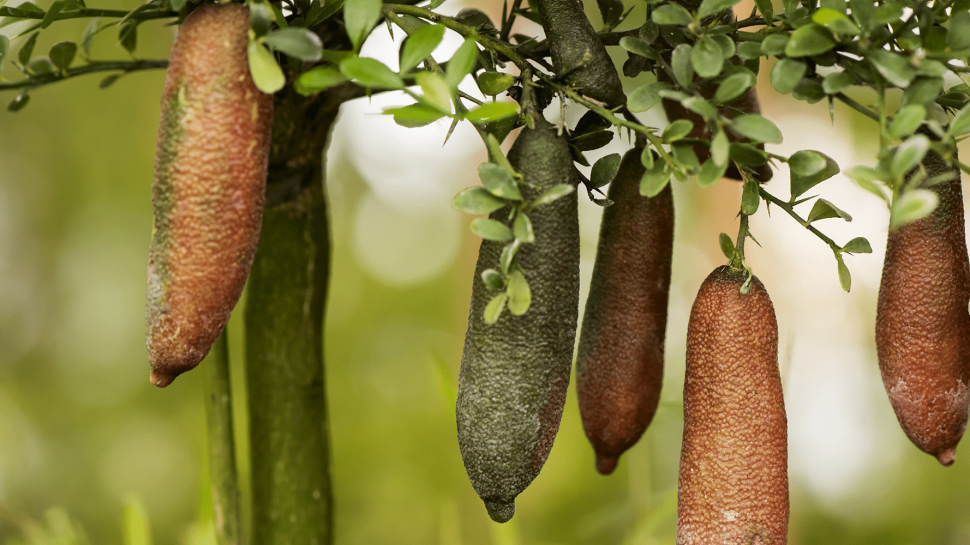 Stamp designs bear fruit