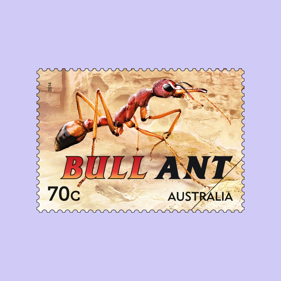 Bull Ant