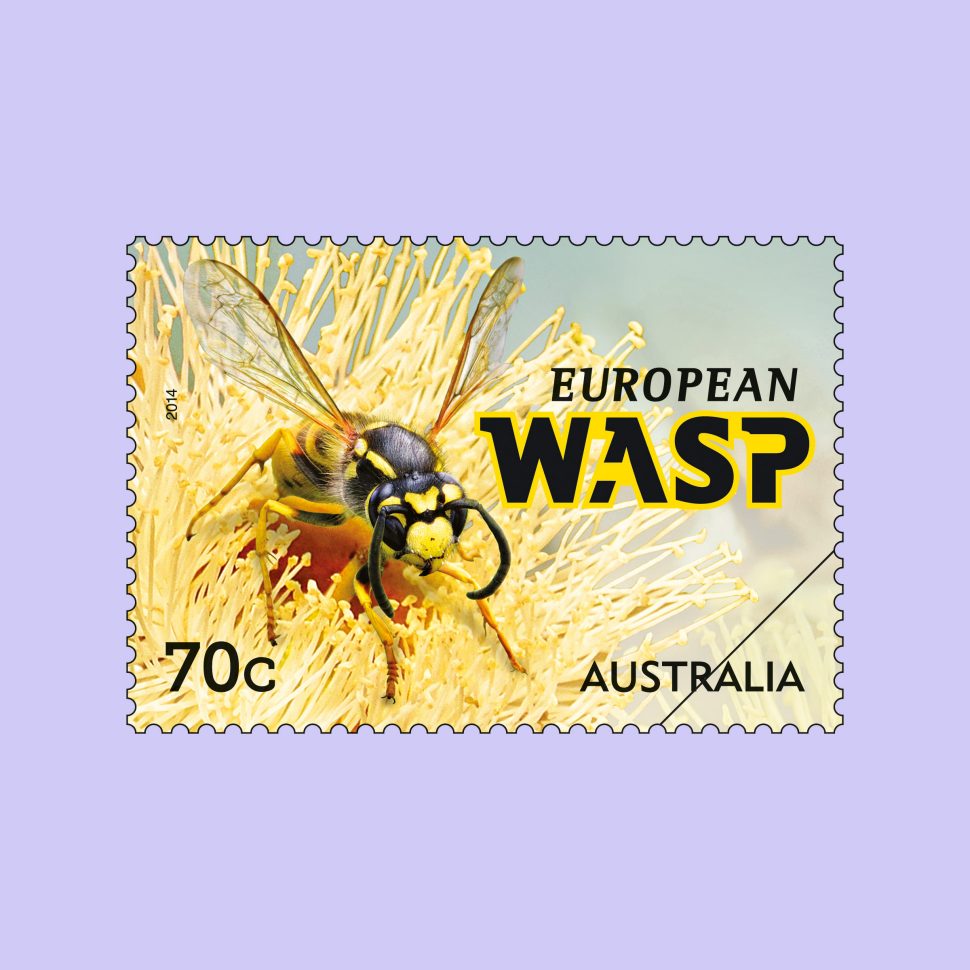 European Wasp
