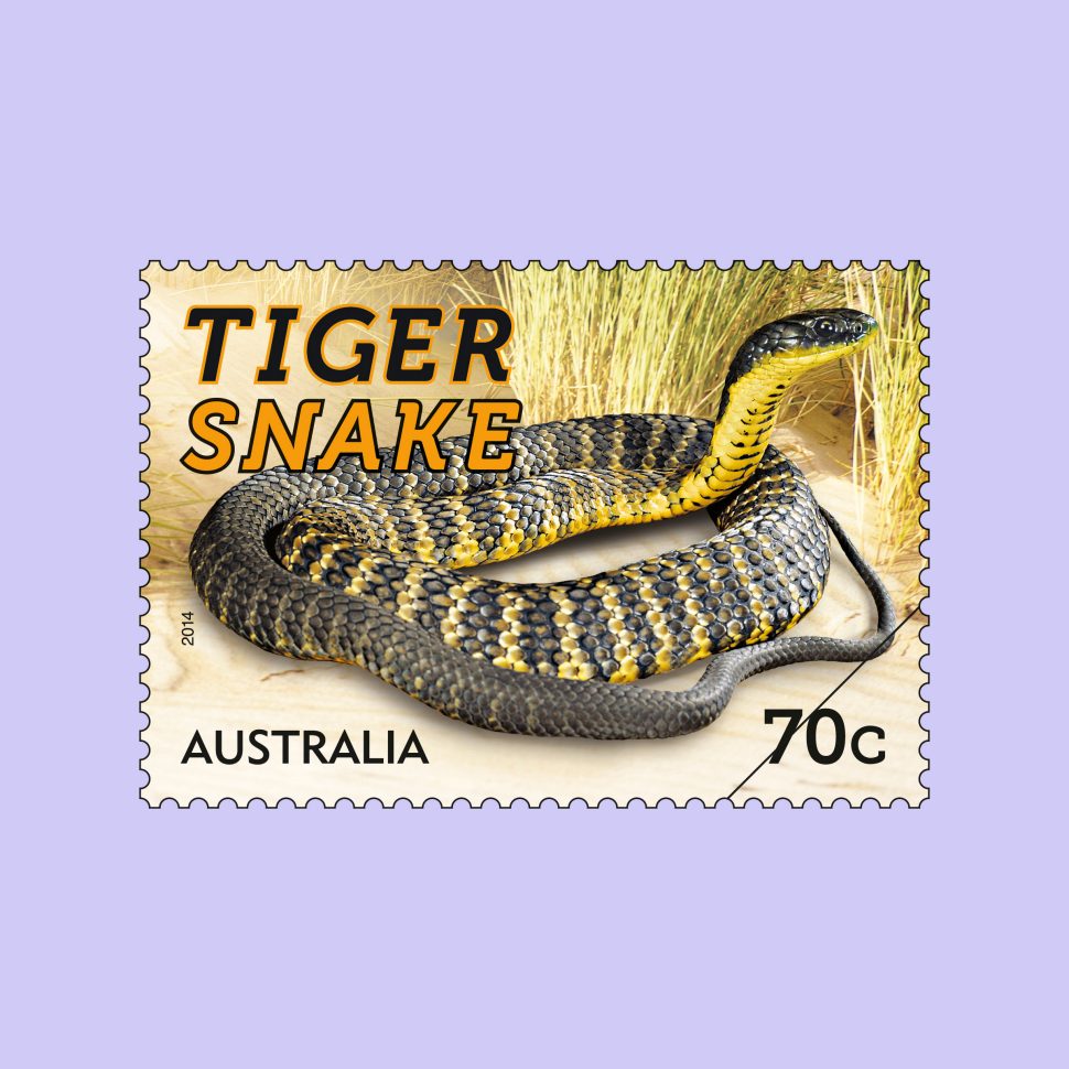 Tiger Snake