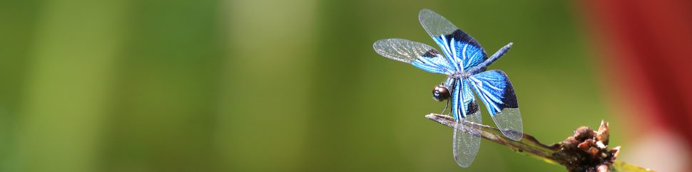 Dragonfly on branch
