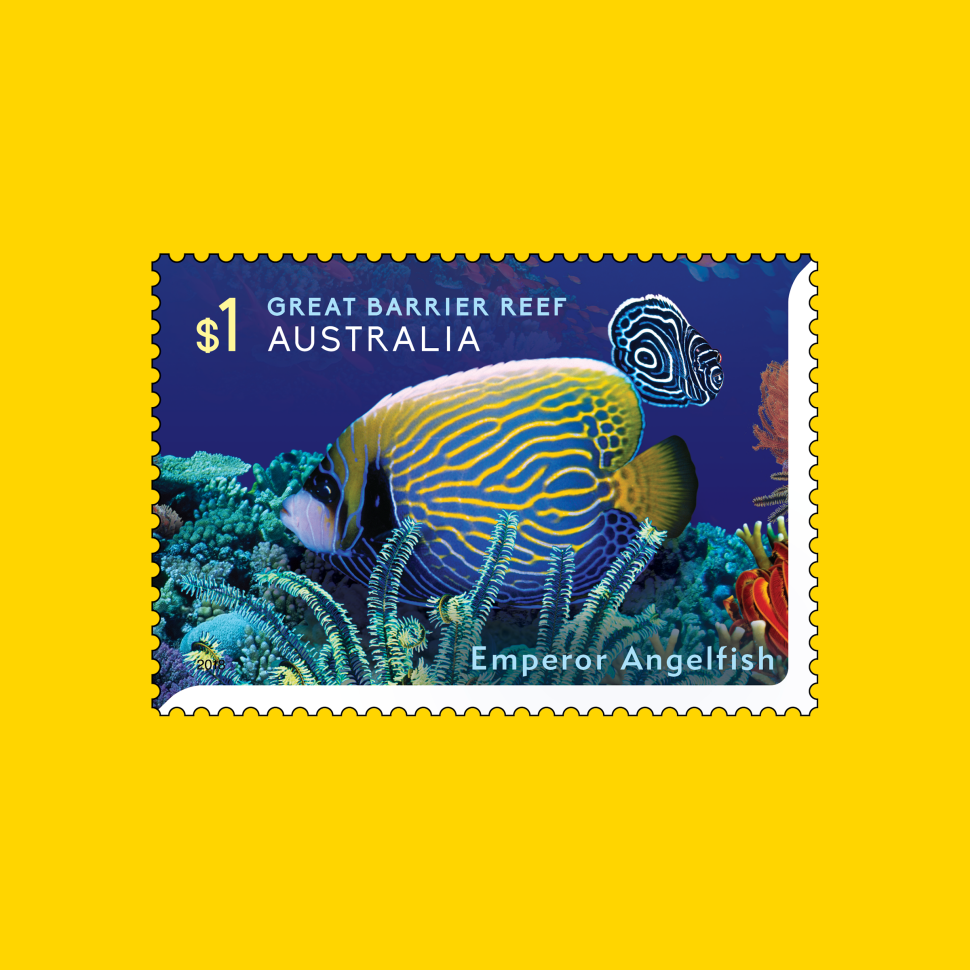 Emperor Angelfish (Pomacanthus imperator)