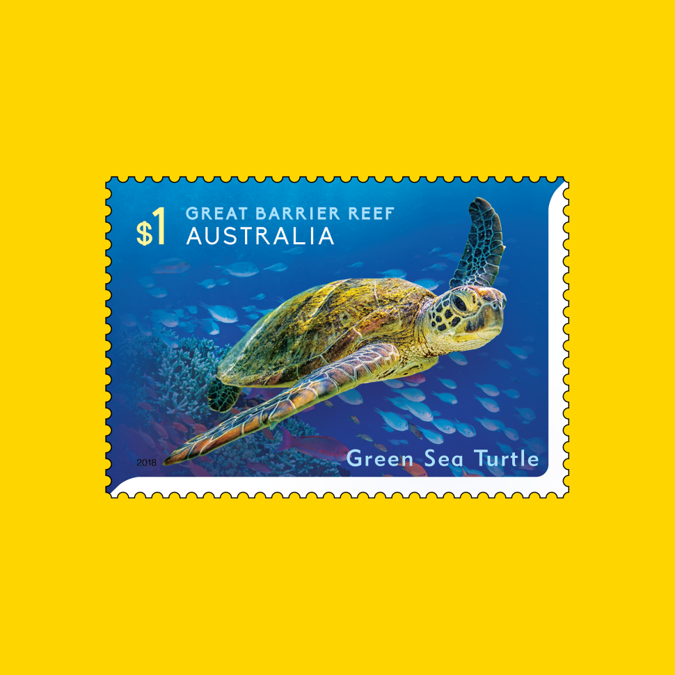 Green Sea Turtle (Chelonia mydas)