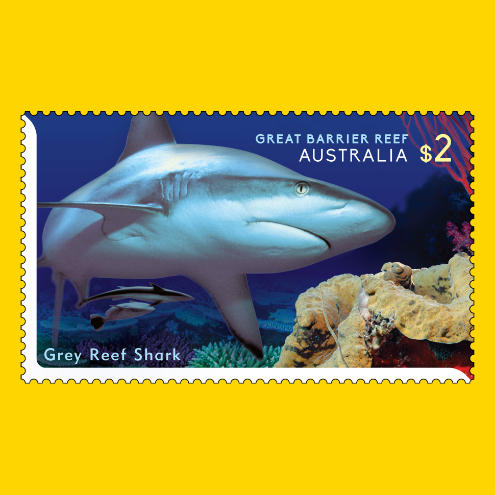 Grey Reef Shark (Carcharhinus amblyrhynchos)