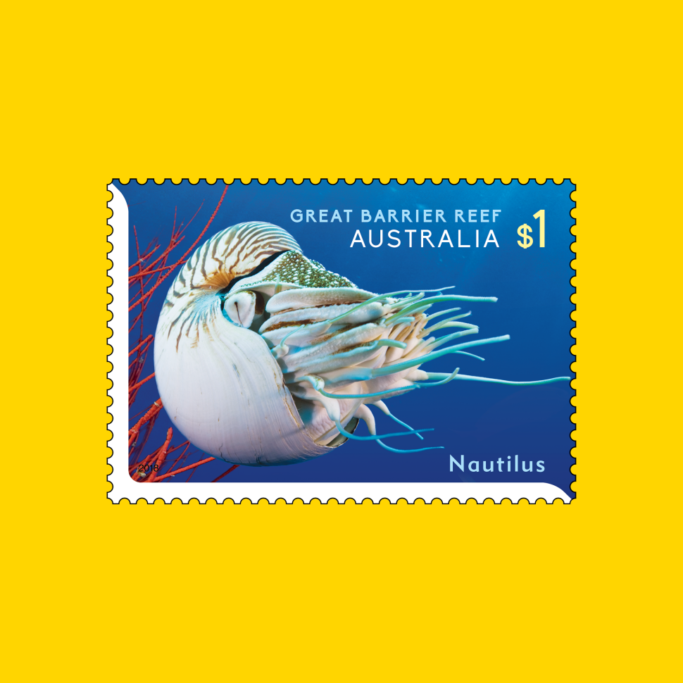 Nautilus (Nautilus pompilius)