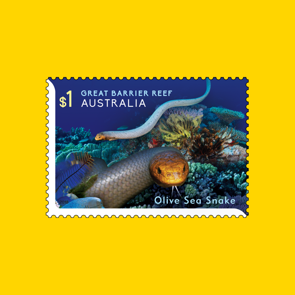 Olive Sea Snake (Aipysurus laevis)