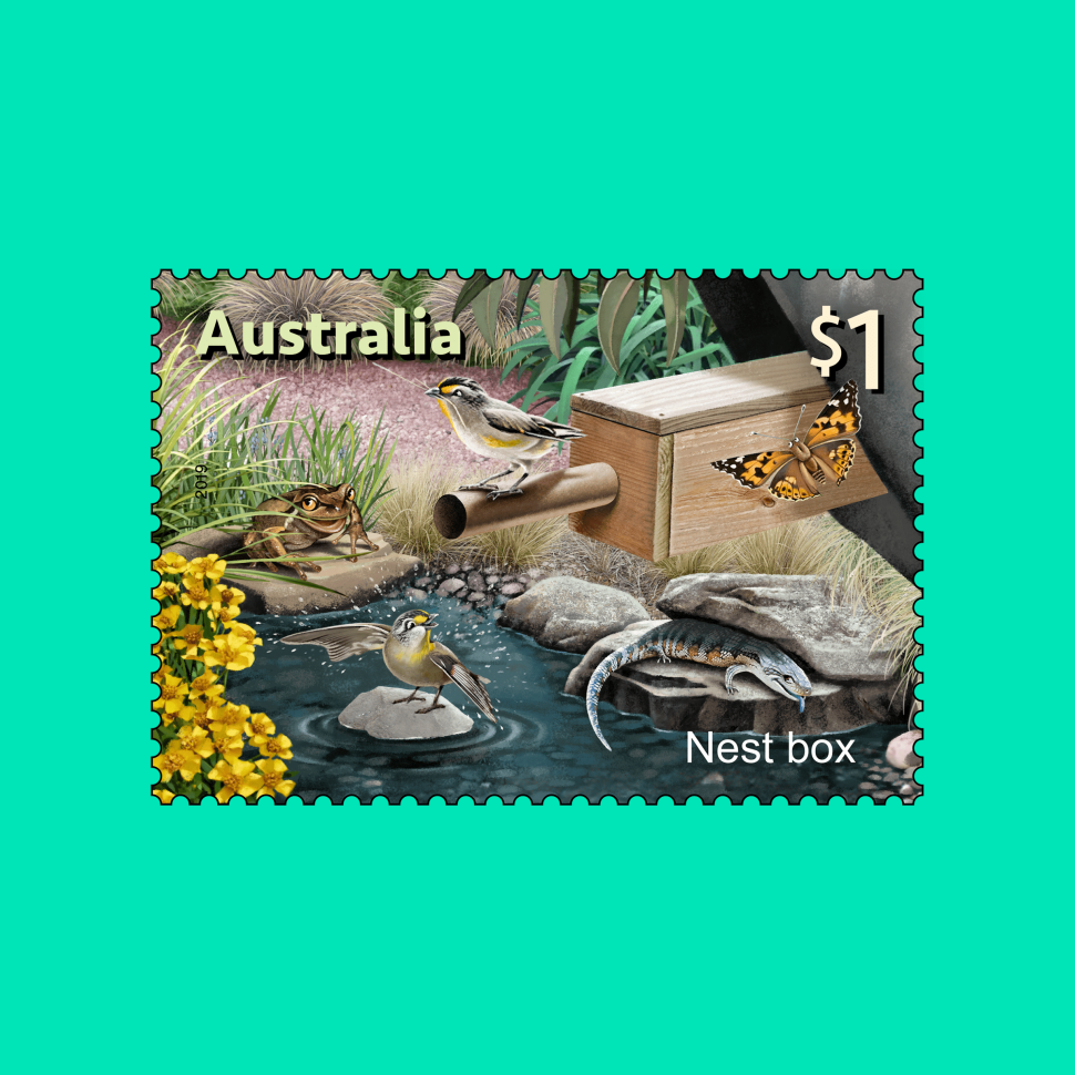 Green Sea Turtle (Chelonia mydas)