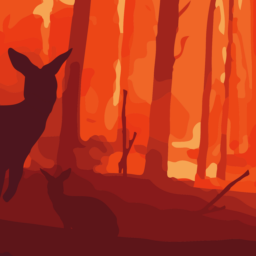 Why Australian wildlife needs your help