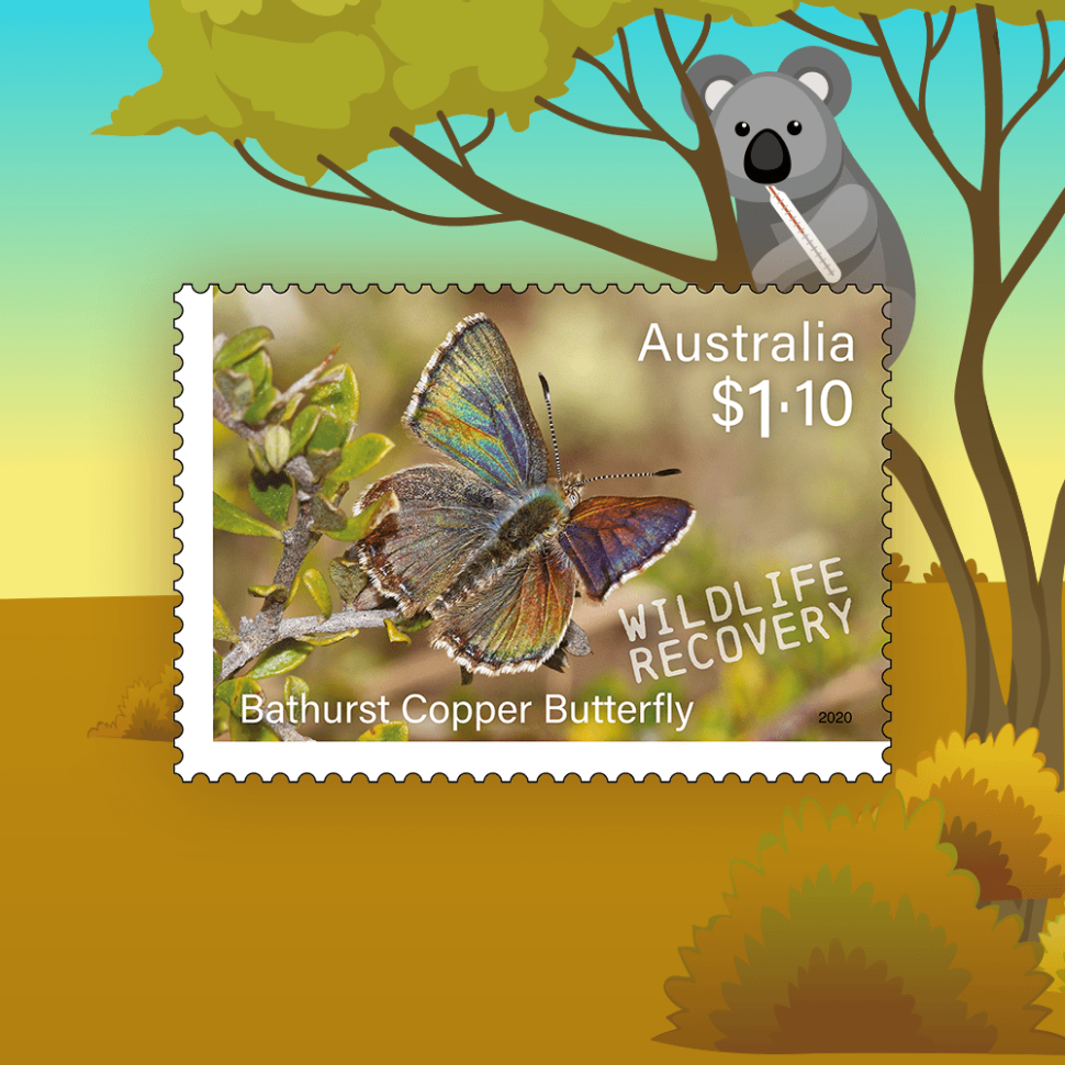 Bathurst Copper Butterfly