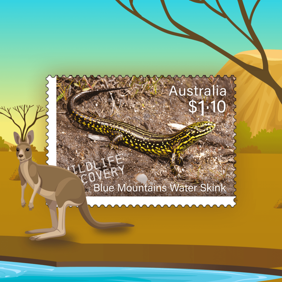 Blue Mountains Water Skink