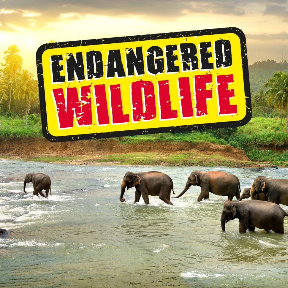 Endangered Wildlife - Stamp Collecting Month 2016