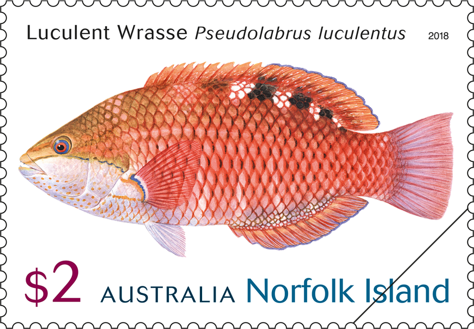 $2 Luculent Wrasse