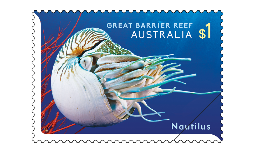 $1 Nautilus (Nautilus pompilius)