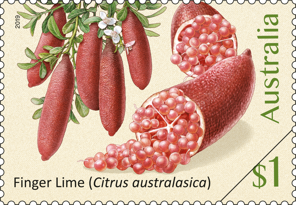 $1 - Finger Lime (Citrus australasica)