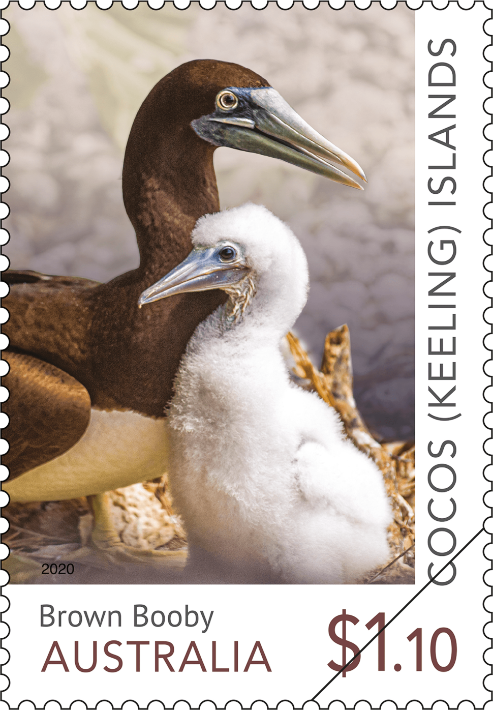 $1.10 Brown Booby (Sula leucogaster plotus)