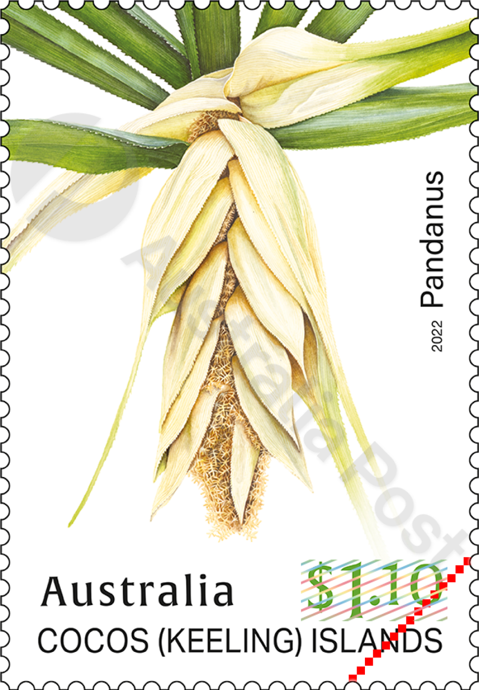 $1.10 Pandanus male flowers