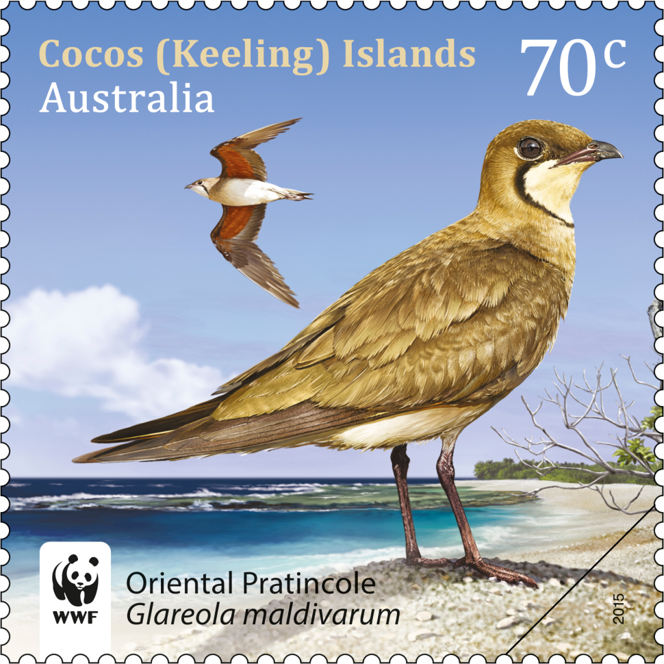 70c Oriental Pratincole, Glareola maldivarum